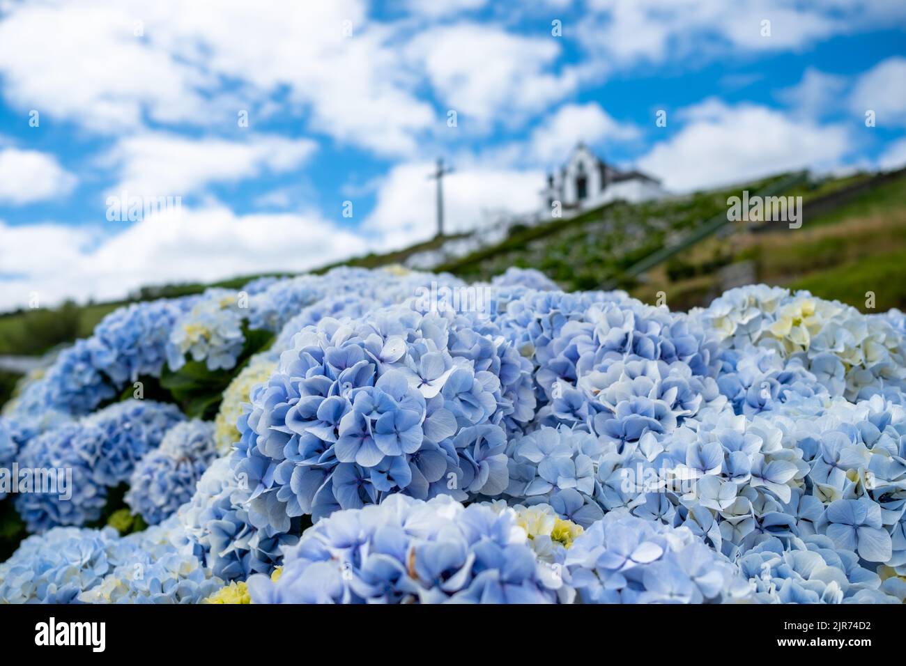 Blue hydrangeas flowers, the typical flowers in the Azores. Vila Franca