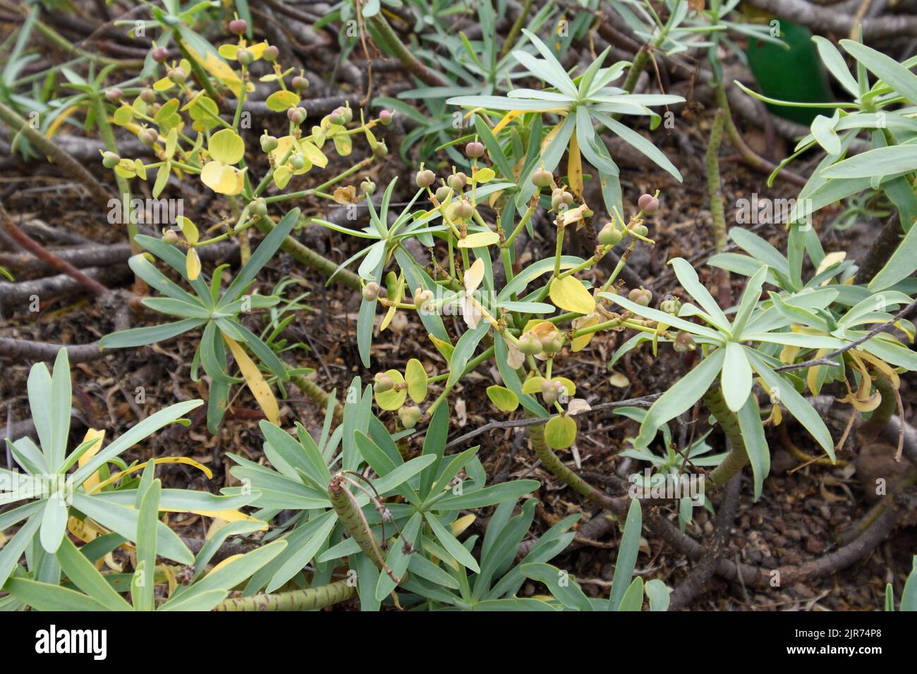 Close-up of Euphorbia balsamifera growing among the volcanic rocks of Lanzarote Stock Photo