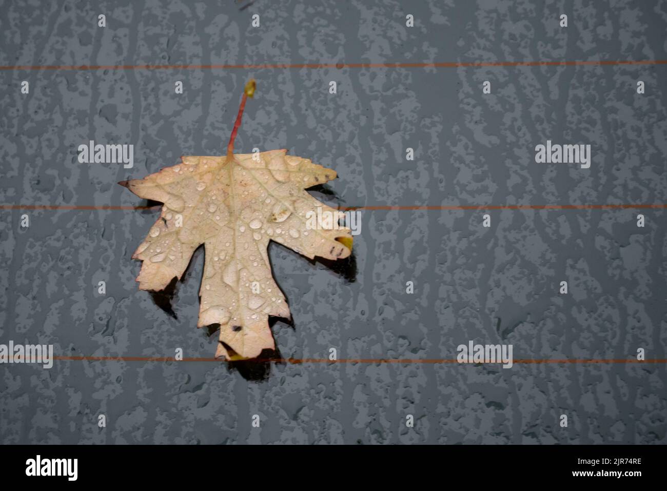 Autumn marple leaf on rainy gray surface. Top view Stock Photo