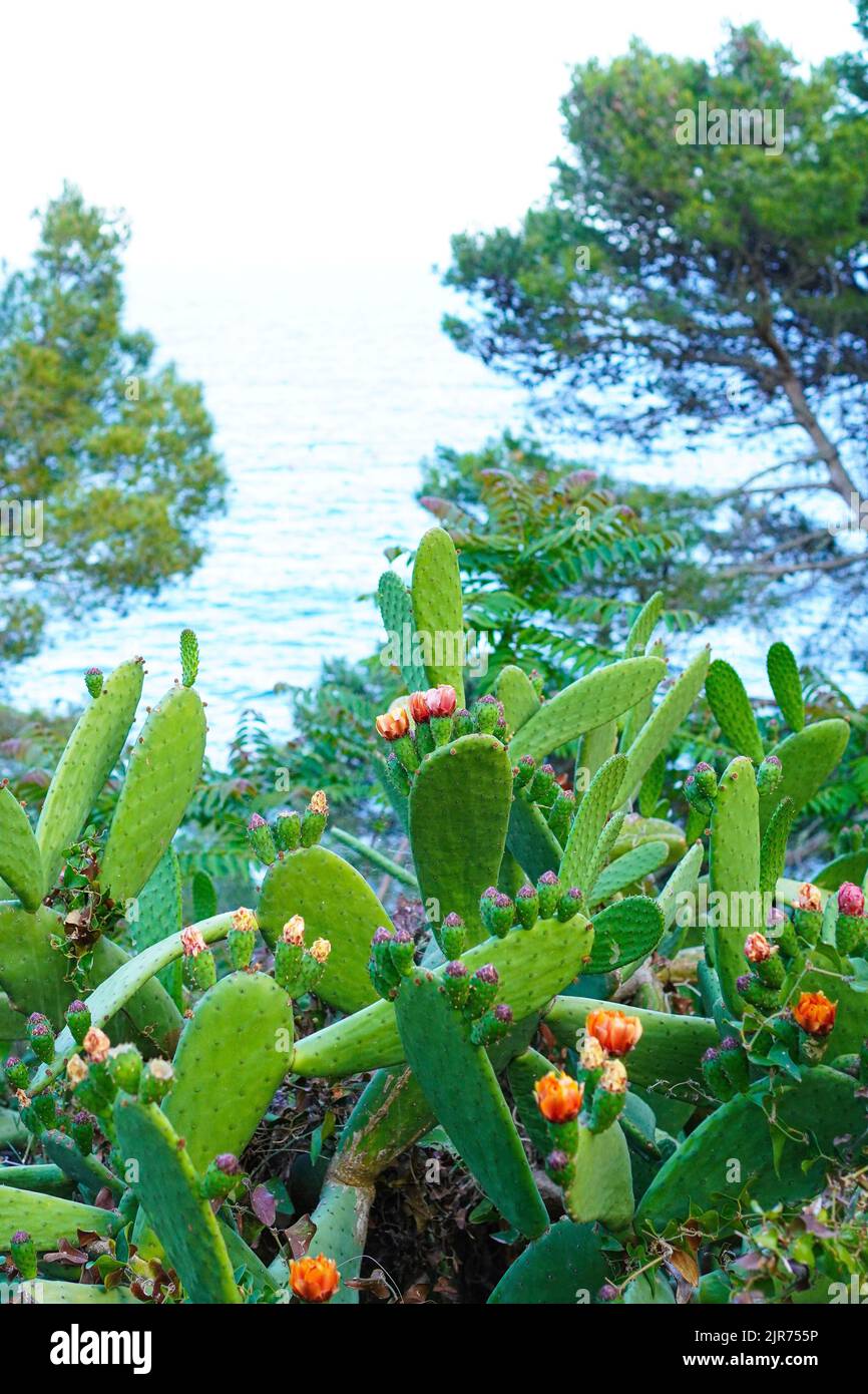 Indian Fig Prickly Pear cactus Blooming on the hills of Calella de Palafrugell, CostaBrava, Spain Stock Photo