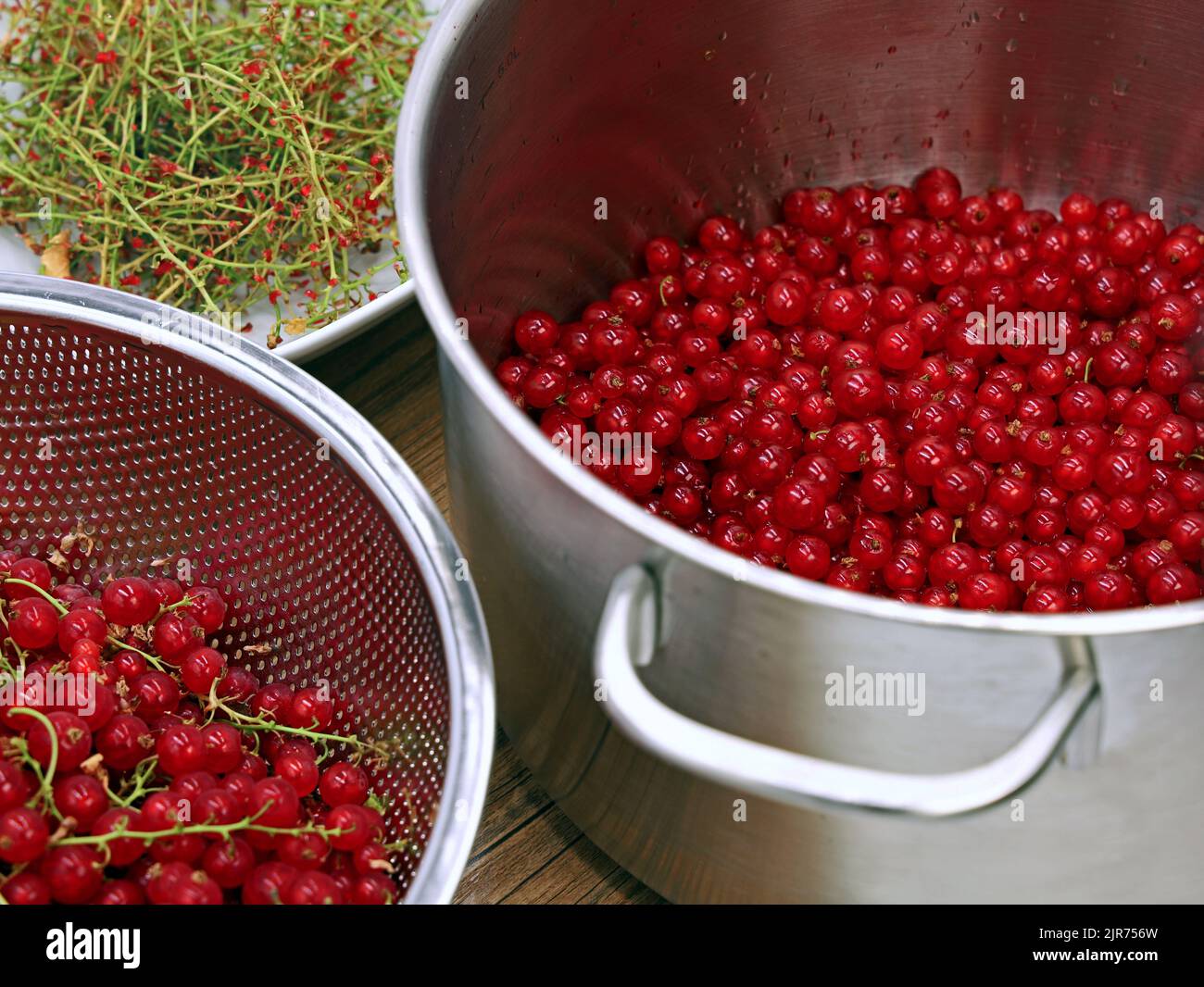 cleaned red currant berries in a saucepan for making fruit juice or jam, removing the stalk of the berries Stock Photo