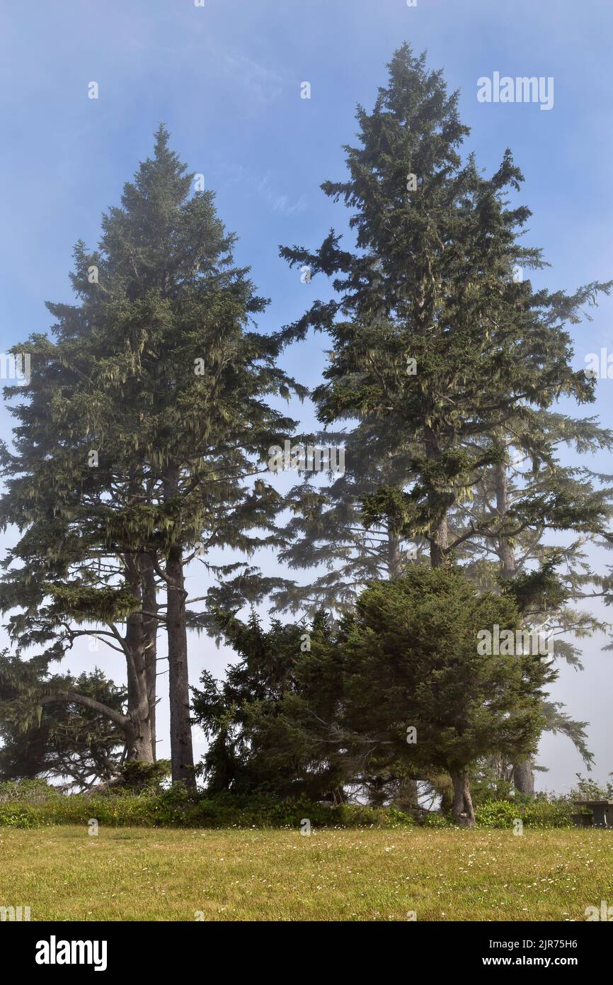 Sitka Spruce  'Picea sitchensis'. overlooling Pacific  Ocean,  coniferous, evergreen is also known as the 'Coast or Tideweater Spruce'. Stock Photo