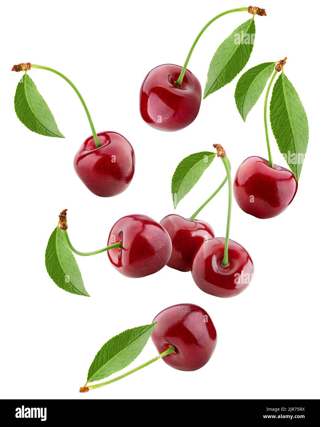 Вишня аир. Таркос double cherry. вишня картинка. плодоножка вишни. сборник для вишни.