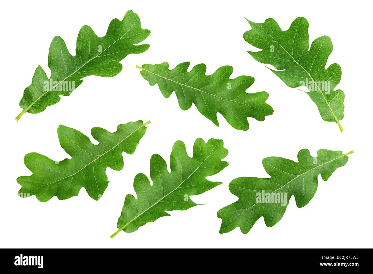 oak leaf, isolated on white background, clipping path, full depth of field Stock Photo