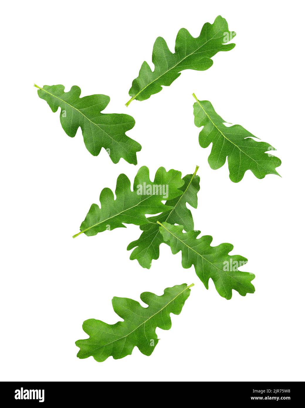 Falling oak leaf, isolated on white background, clipping path, full depth of field Stock Photo