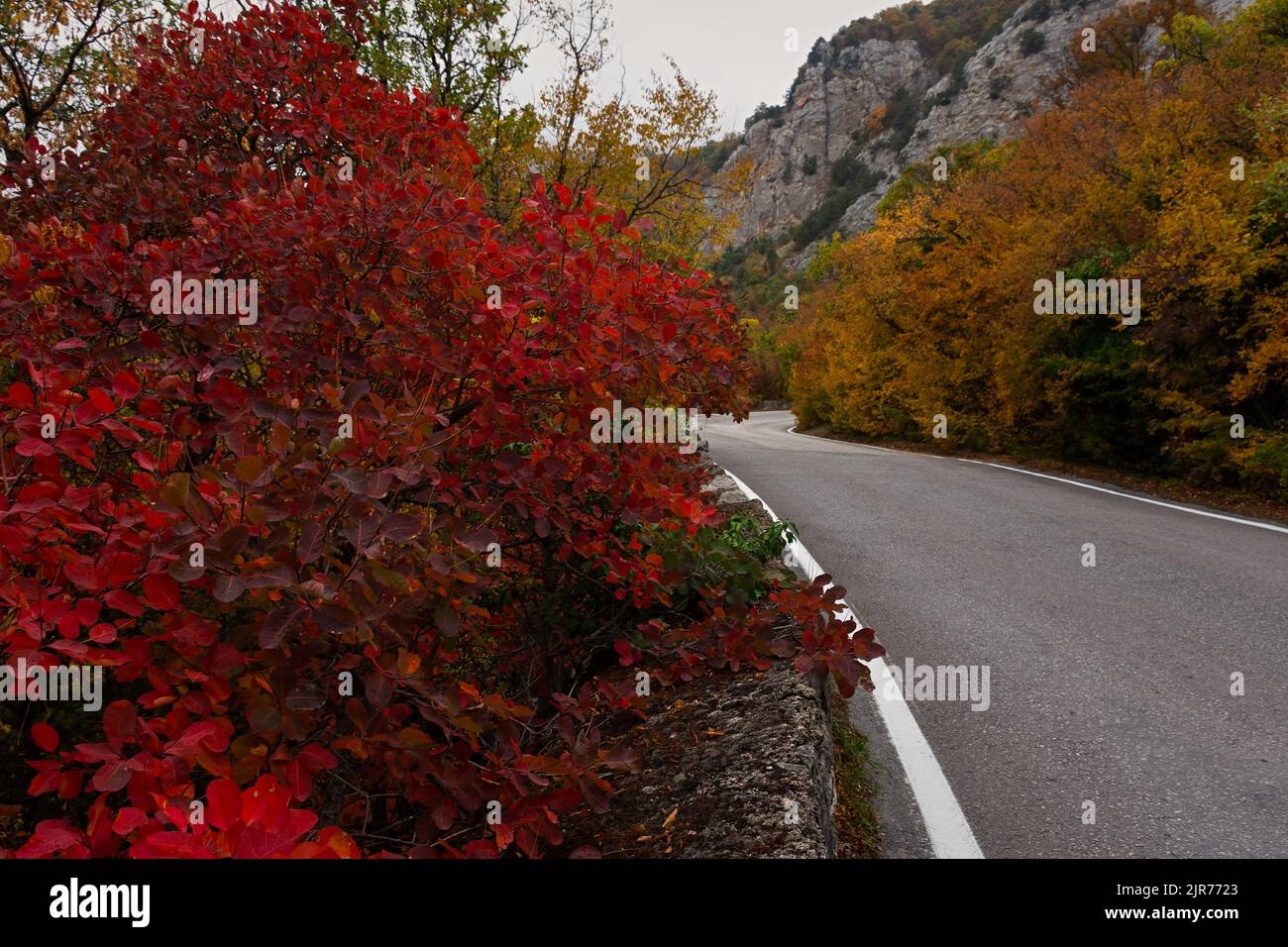 Autumn background. Red cotinus coggygria grows along the road. The concept of autumn trips. travel. adventure. An empty road with space for text. Colo Stock Photo