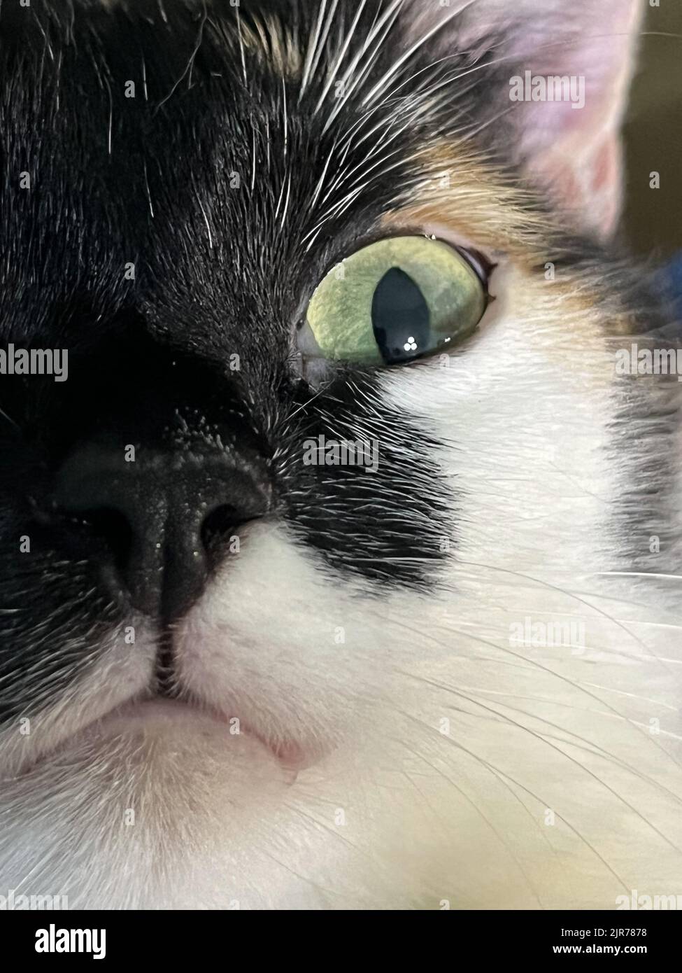 multicolored cat with big yellow eyes closeup Stock Photo Alamy