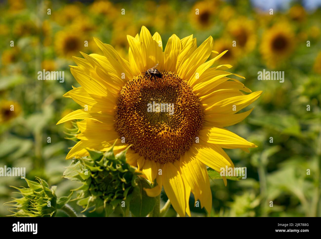 Summer Sunflower Field and Bumblebee. A Sunflower plant with a Bumblebee on a farm field. Stock Photo