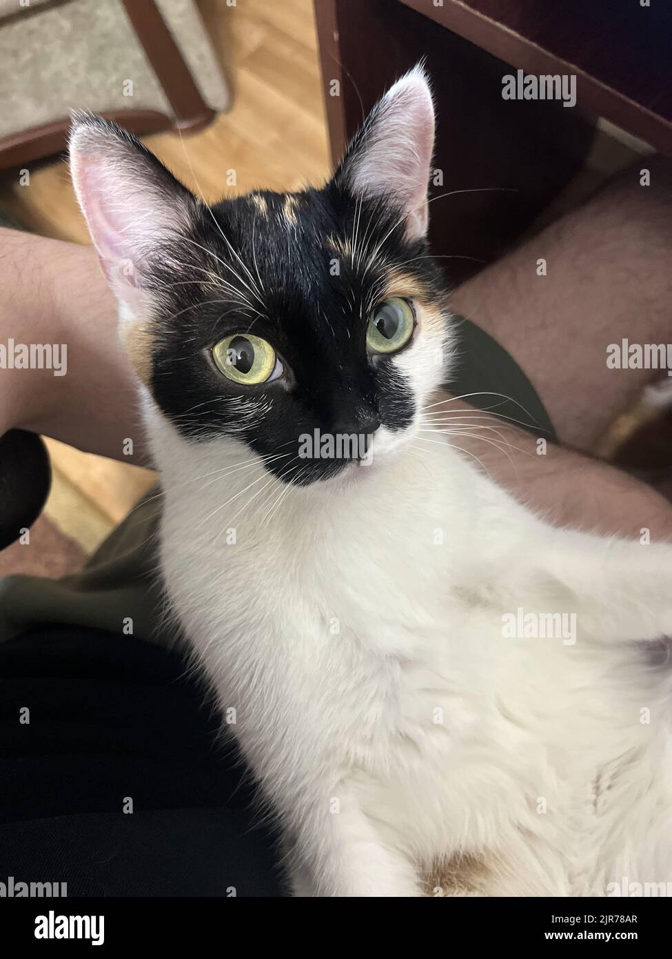 a domestic tricolor cat lies on the lap of the owner Stock Photo - Alamy