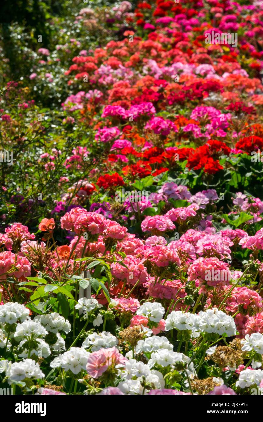 Colourful pelargoniums Pink Red White Mid-summer, Blooming, Flowers, August, Garden flower bed border Stock Photo