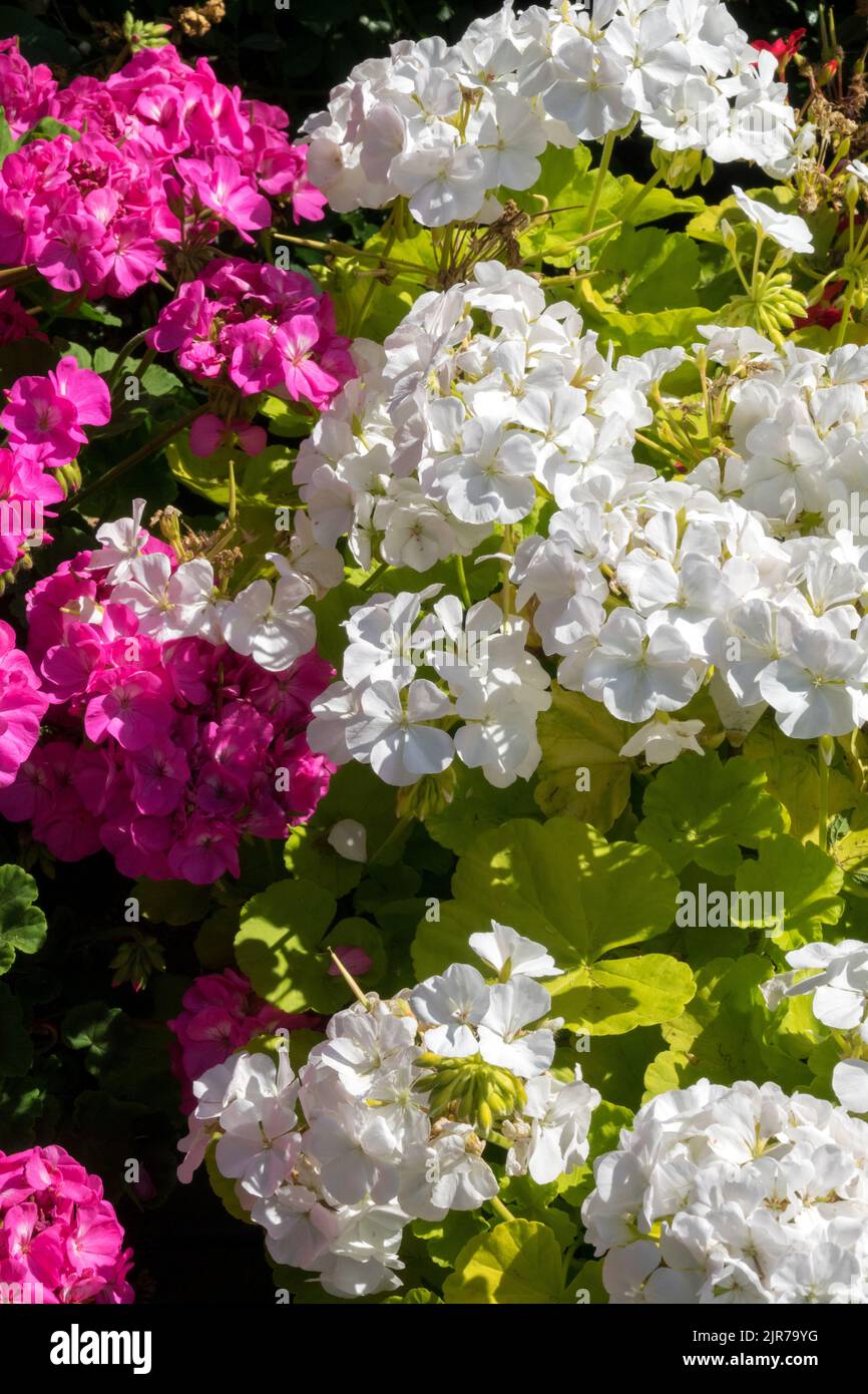 Pink white flowers Pelargonium Blooming, Pelargoniums Flowering ...