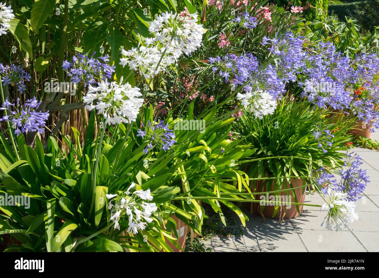Agapanthus pot Summer garden terrace Blooming African Blue Lily of the Nile Agapanthus Pots White Agapanthus 'Albus' Flowers African Lily Flowering Stock Photo