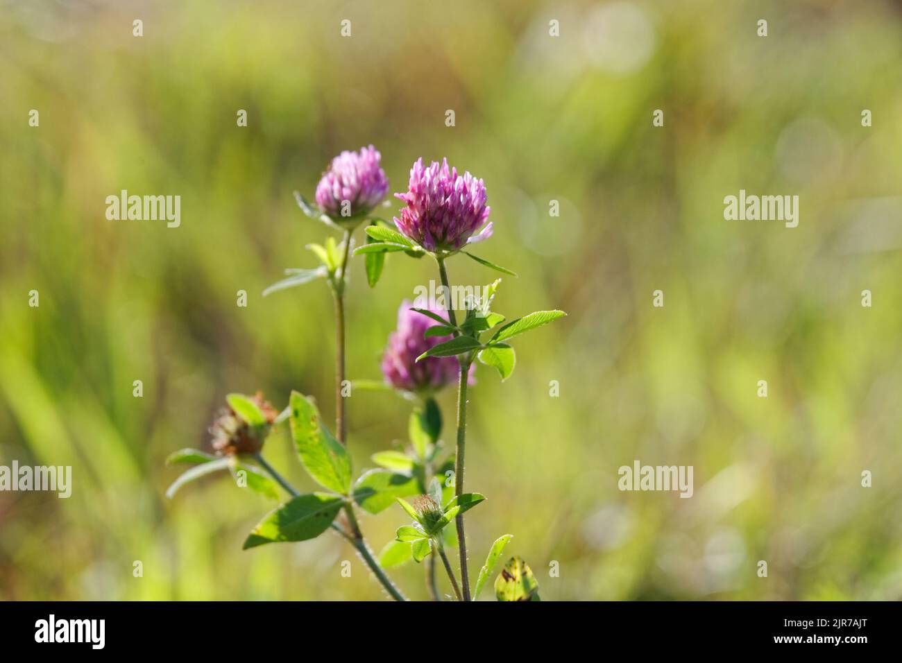 Red clover growing in a pasture. Quebec,Canada Stock Photo