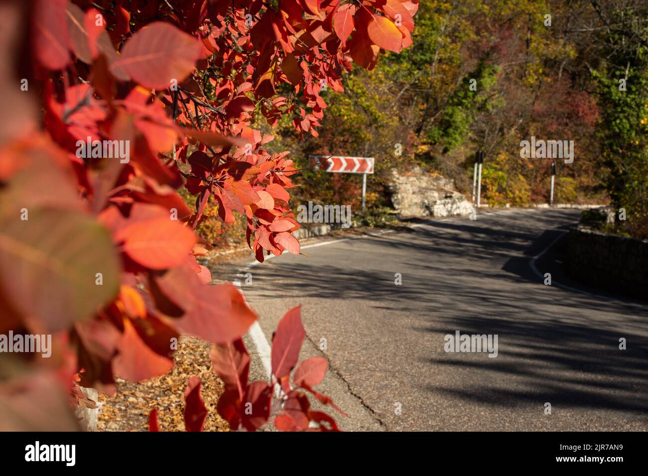Autumn background. Red cotinus coggygria grows along the road. The concept of autumn trips. travel. adventure. An empty road with space for text. Colo Stock Photo