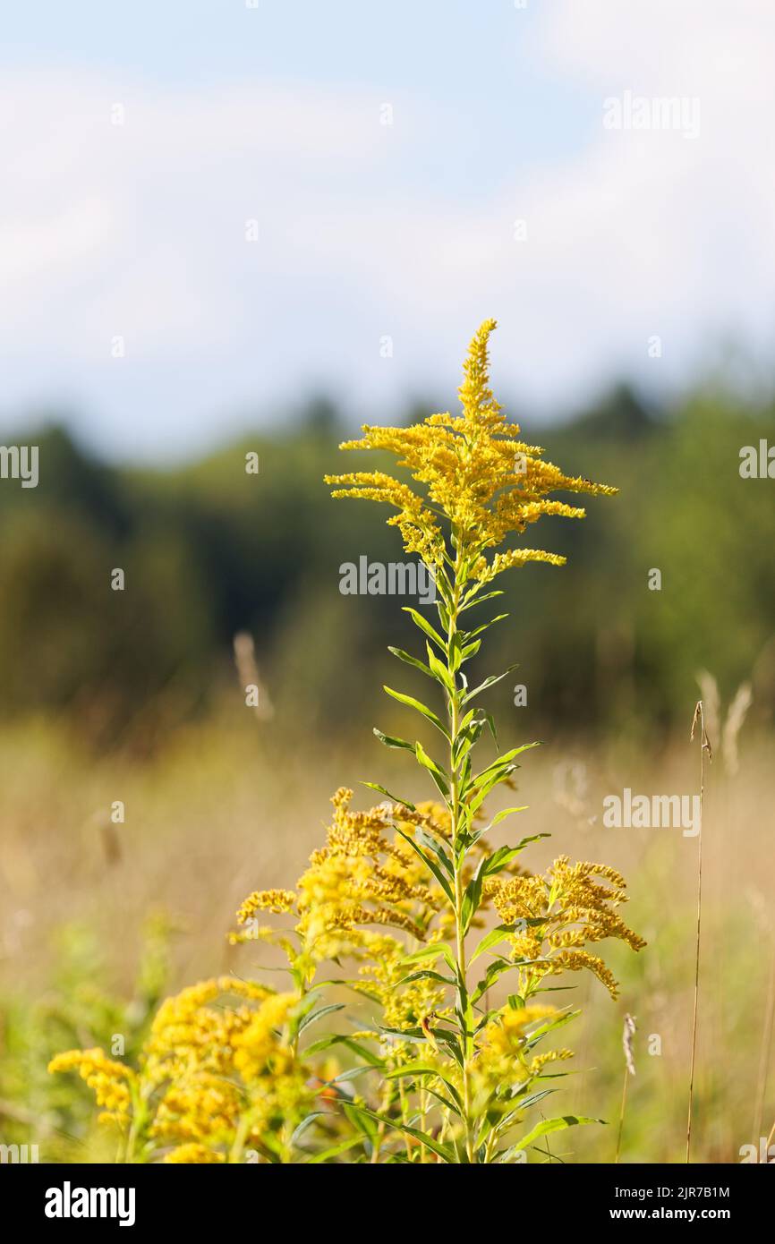 Goldenrods growing in a pasture Stock Photo