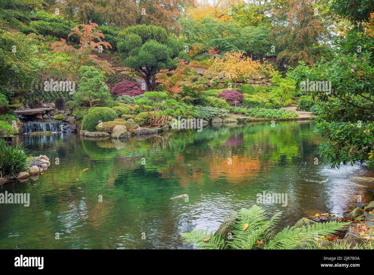 Carps KOI and small waterfall  and orange nature , yew tree, and other  in Kaiserslautern japanese garden in fall  orange colors  nad and   and reflec Stock Photo