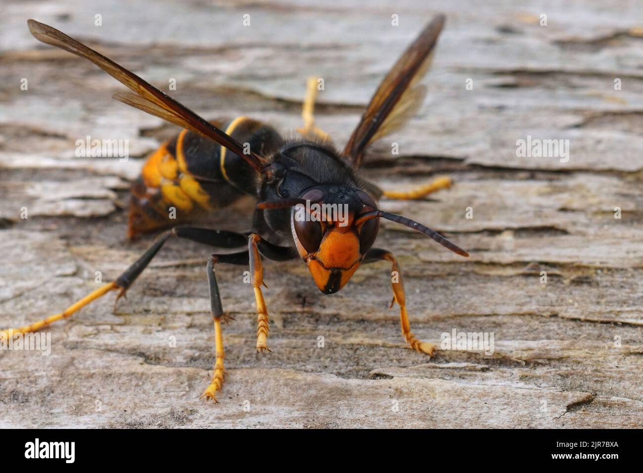 Detailed closeup on a dark colored invasive worker Asian hornet , Vespa velutina sitting on wood Stock Photo
