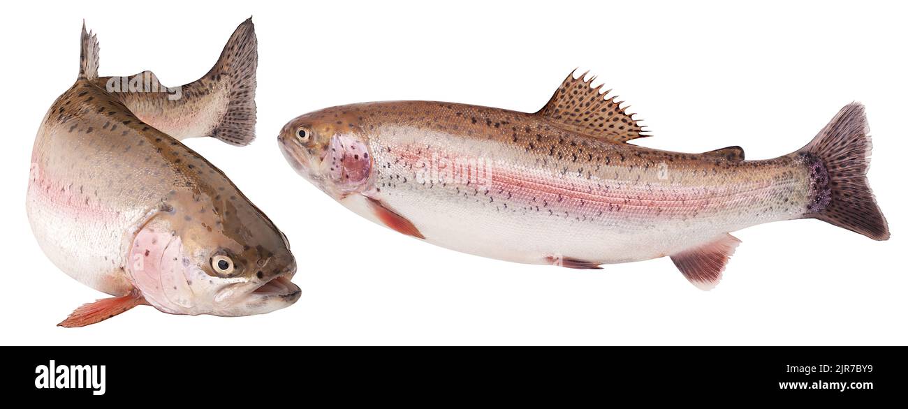 rainbow trout, clipping path, isolated on white background, full depth of field Stock Photo