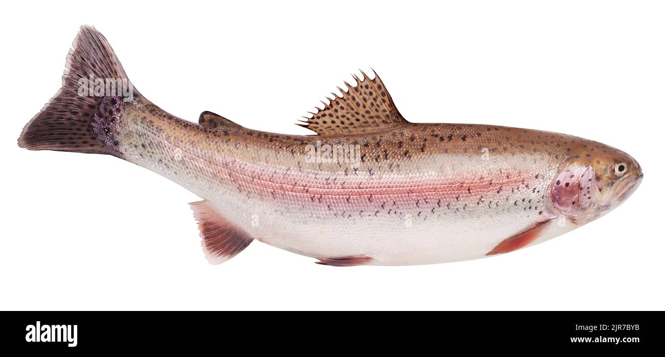 rainbow trout, clipping path, isolated on white background, full depth of field Stock Photo