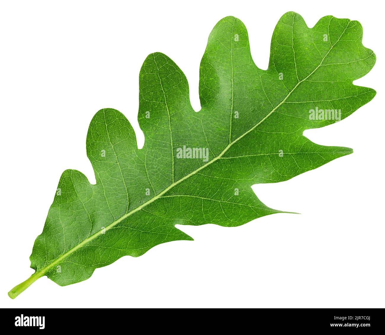oak leaf, isolated on white background, clipping path, full depth of field Stock Photo