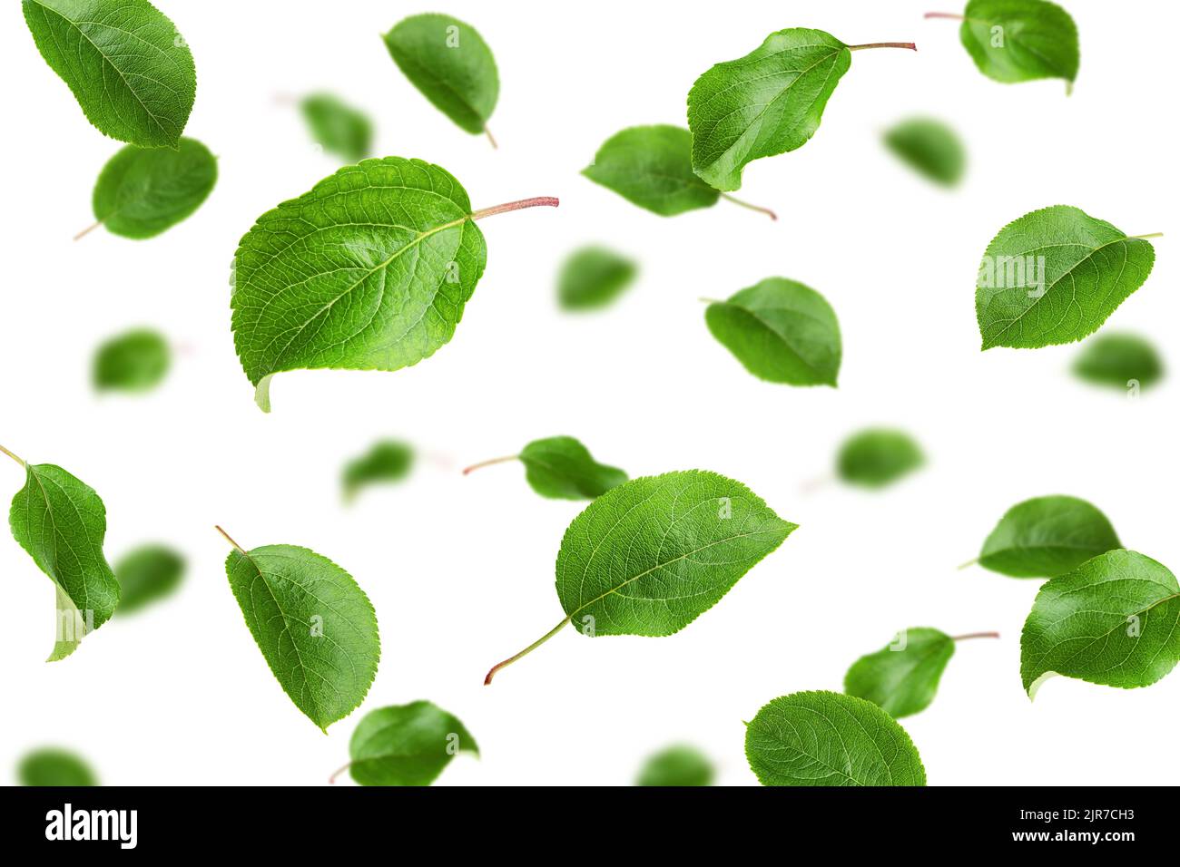 Leaf green background hi-res stock photography and images - Alamy