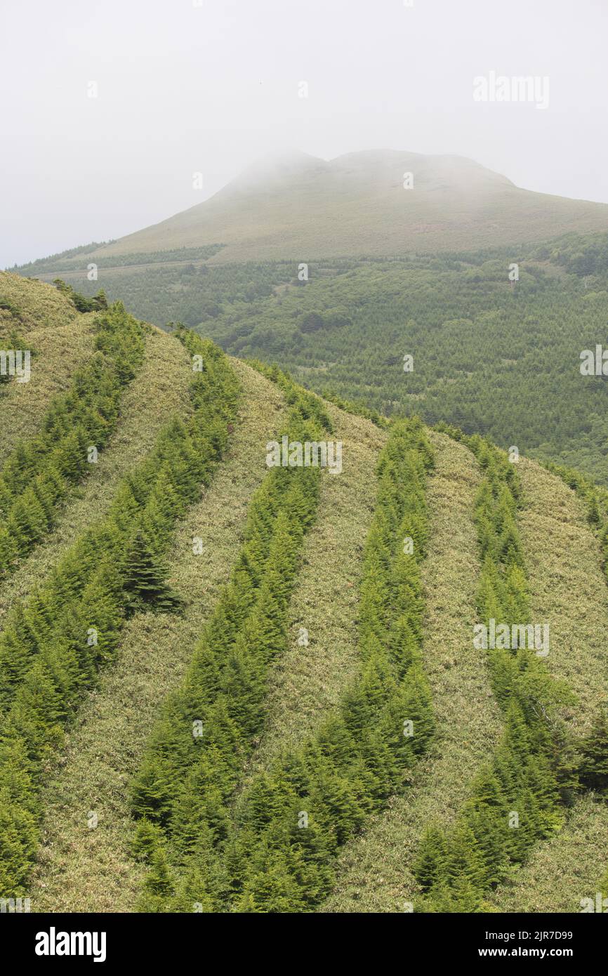 Lines of trees on hillside at reforestation project site Stock Photo