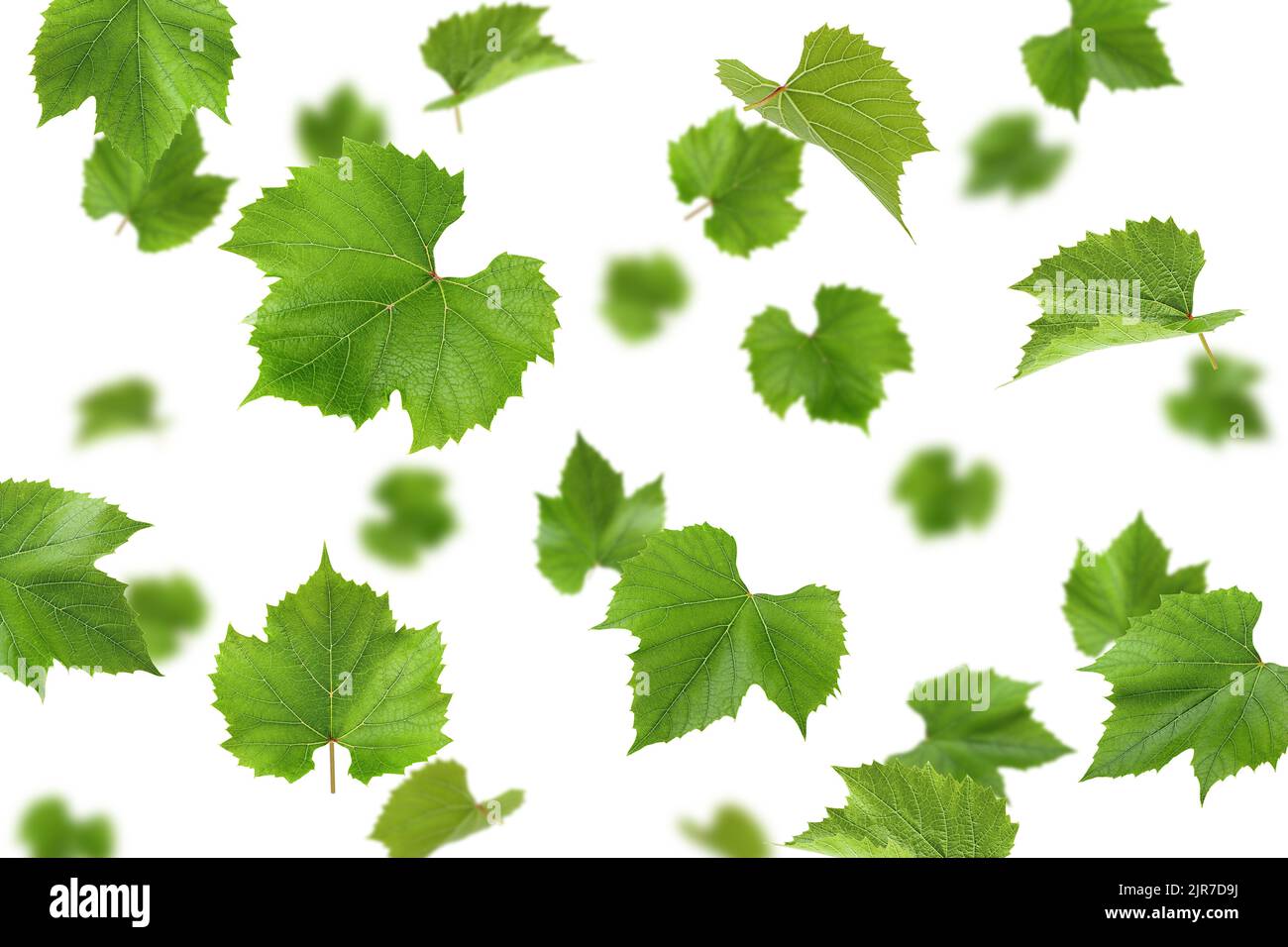 Falling Grape leaf, isolated on white background, selective focus Stock Photo