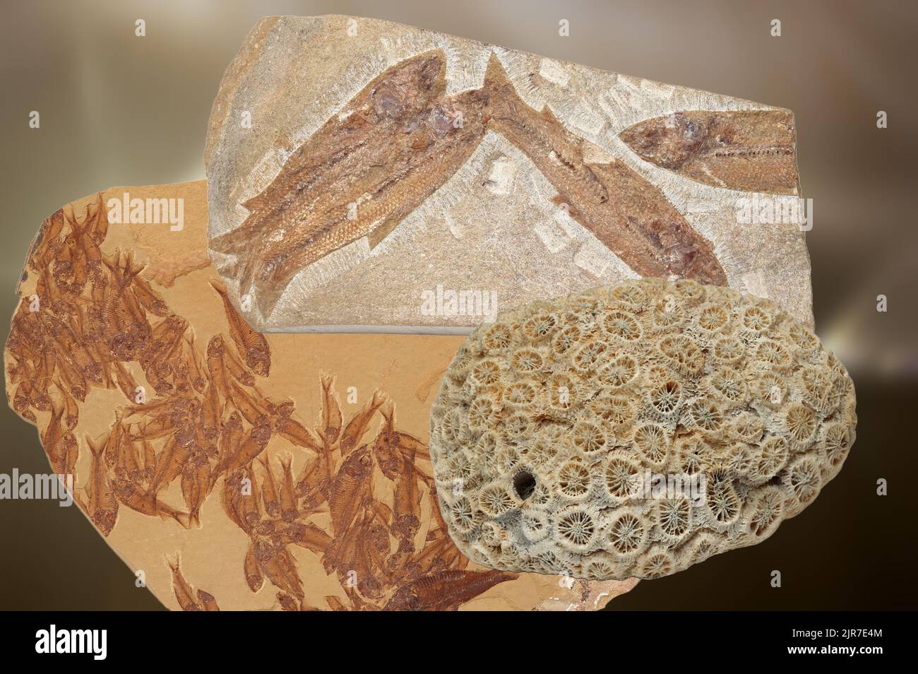 A composition of very ancient prehistoric fossils Stock Photo Alamy