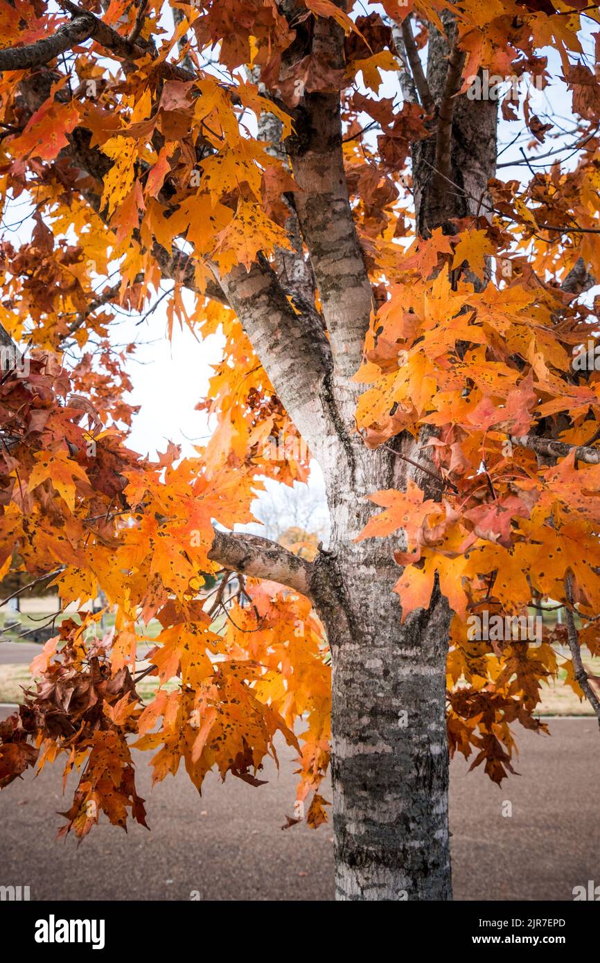 A vertical shot of a silver birch tree in full autumn colours at the