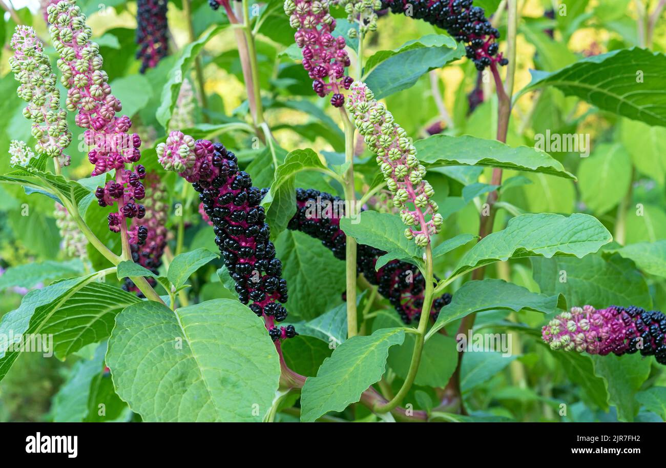 Ripe fruit of Phytolacca Americana or Pokeweed is a medicinal plant with anti-asthma, antifungal, expectorant, antibacterial laxative and analgesic ef Stock Photo