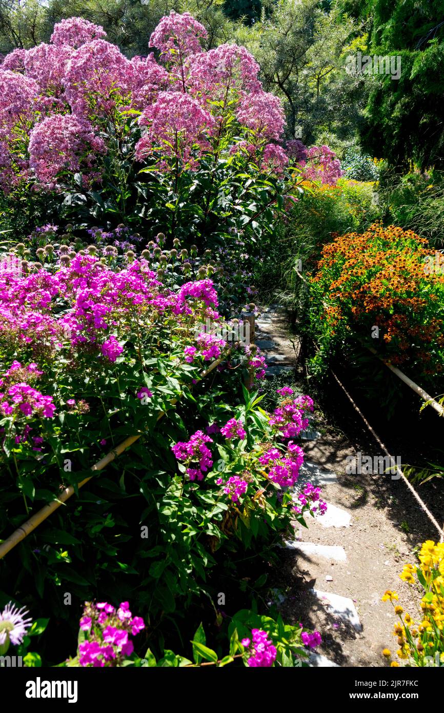Garden path edge eutrochium purpureum hardy perennials hi-res stock ...