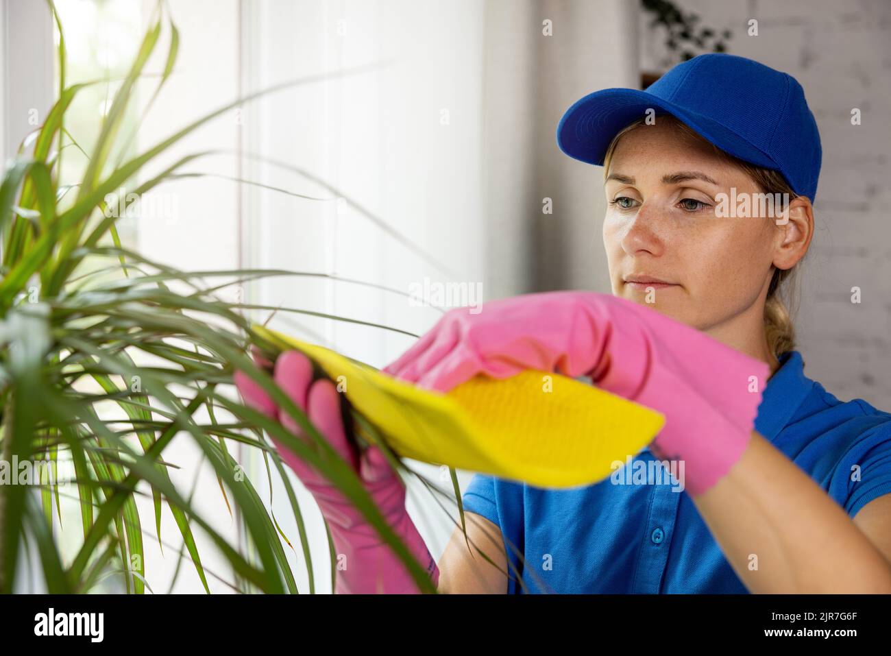 cleaning service worker wipes of dust with cloth from indoor plant in