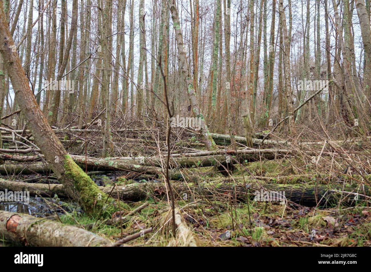 Tall and Fallen Trees Blashford Lakes Nature Reserve, Hampshire UK