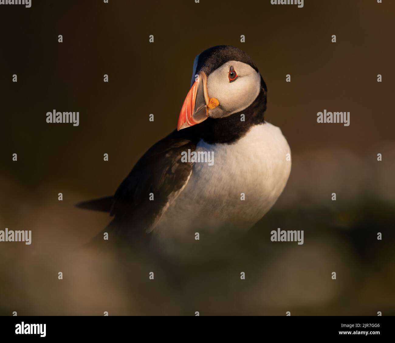 An Atlantic Puffin (Fratercula artica) standing in soft-focus vegetation on a sunny evening, Skomer Island, Wales Stock Photo