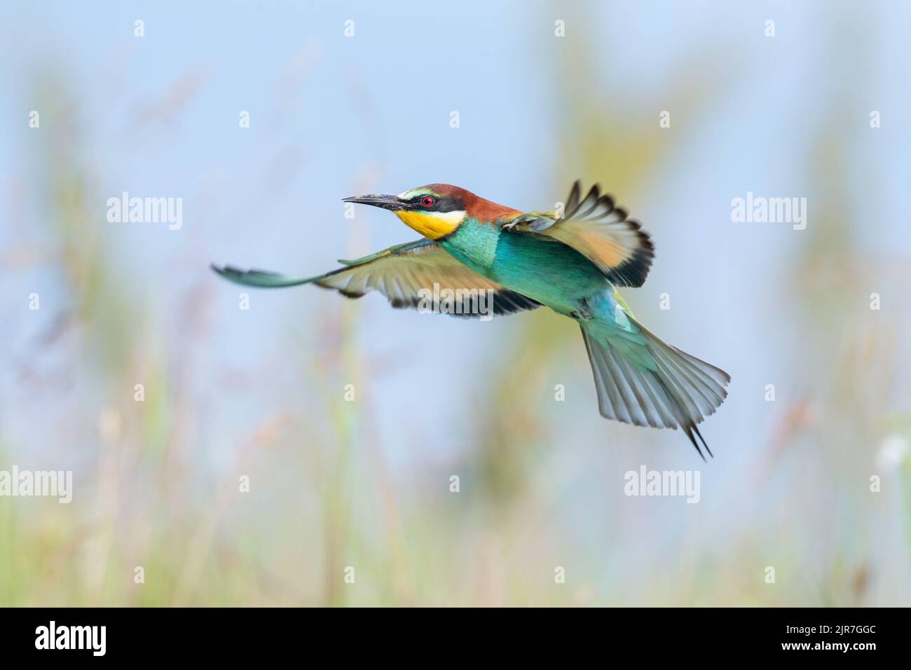 European Bee-eater (Merops Apiaster) in flight, wings spread, Koros-Maros National Park, Hungary Stock Photo