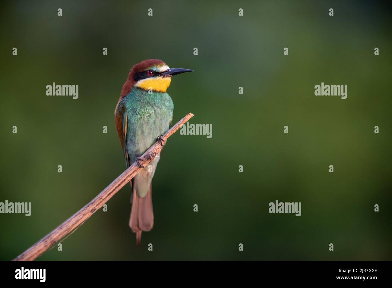 European Bee-eater (Merops Apiaster) perching on a branch,. Koros-Maros National Park, Hungary Stock Photo