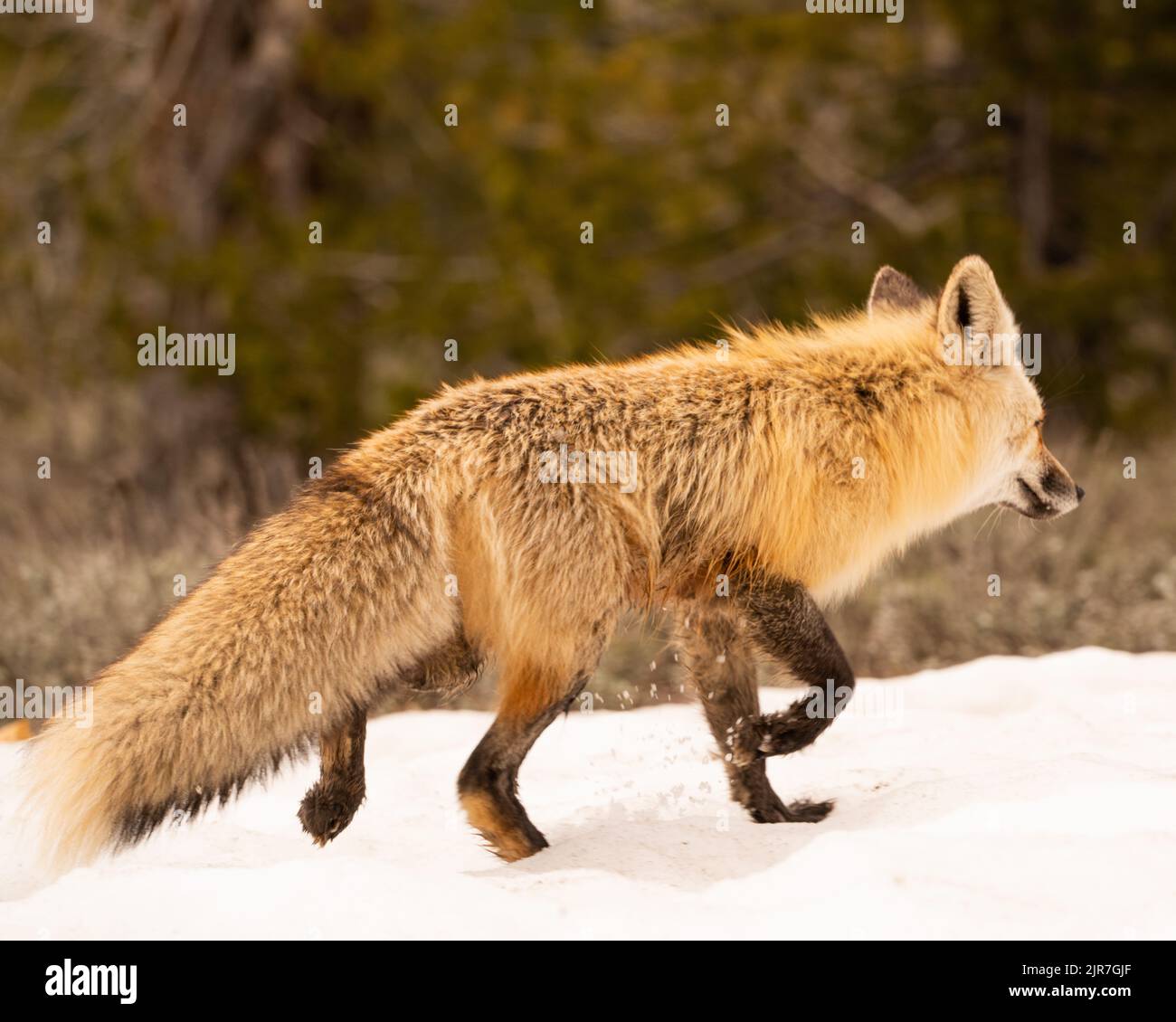 Fox hunt in the snow Stock Photo Alamy
