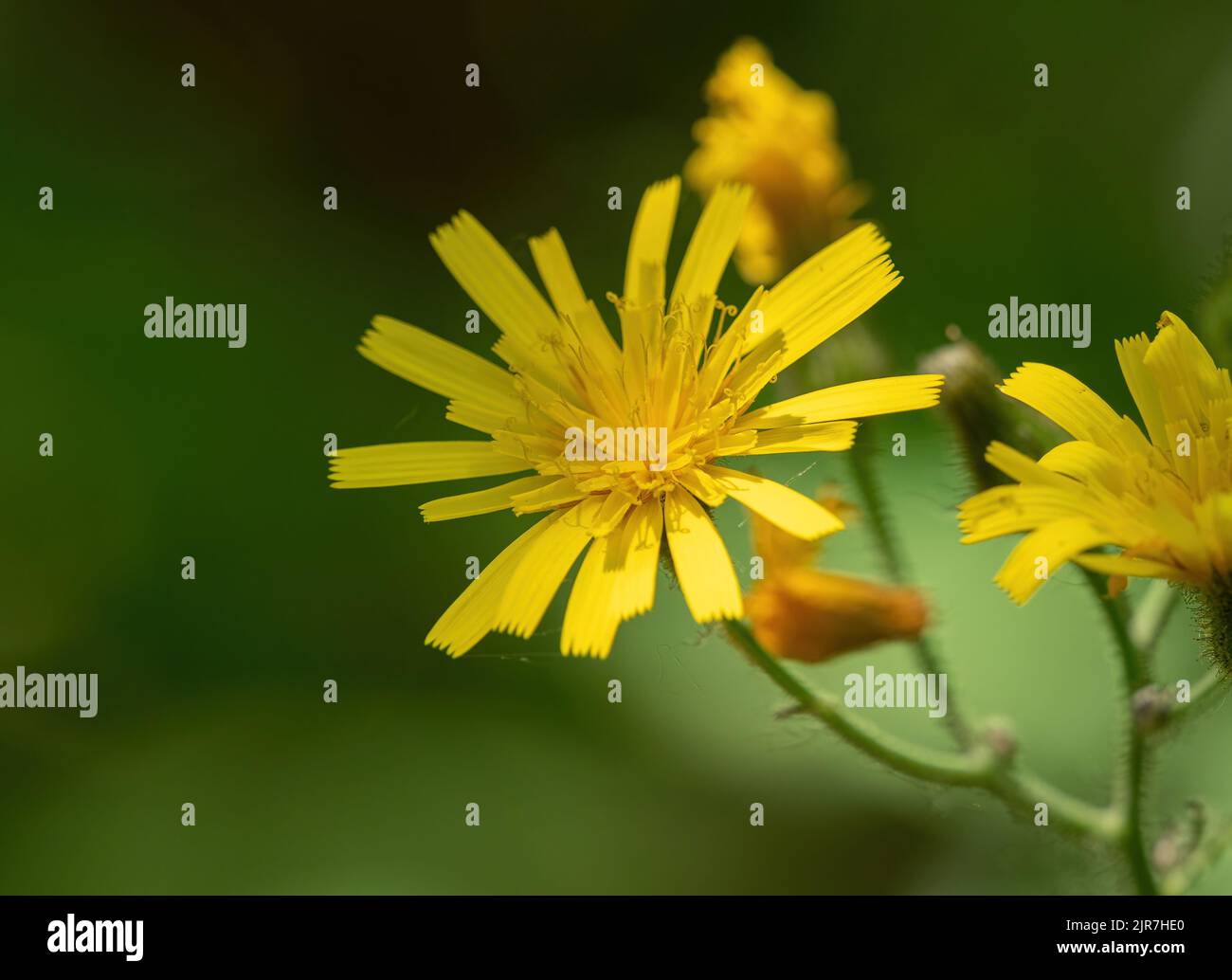 A closeup shot of a bunch of smooth hawkweed flowers in a field Stock Photo