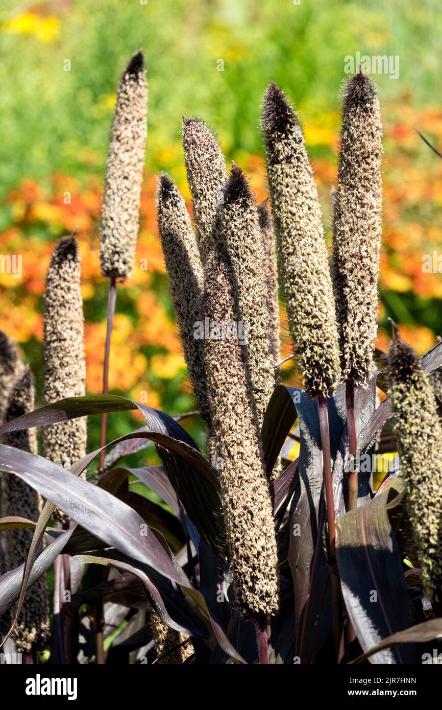 Ornamental Millet seed heads Pennisetum glaucum Pearl Millet Pennisetum Spikes Mid-summer garden Stock Photo