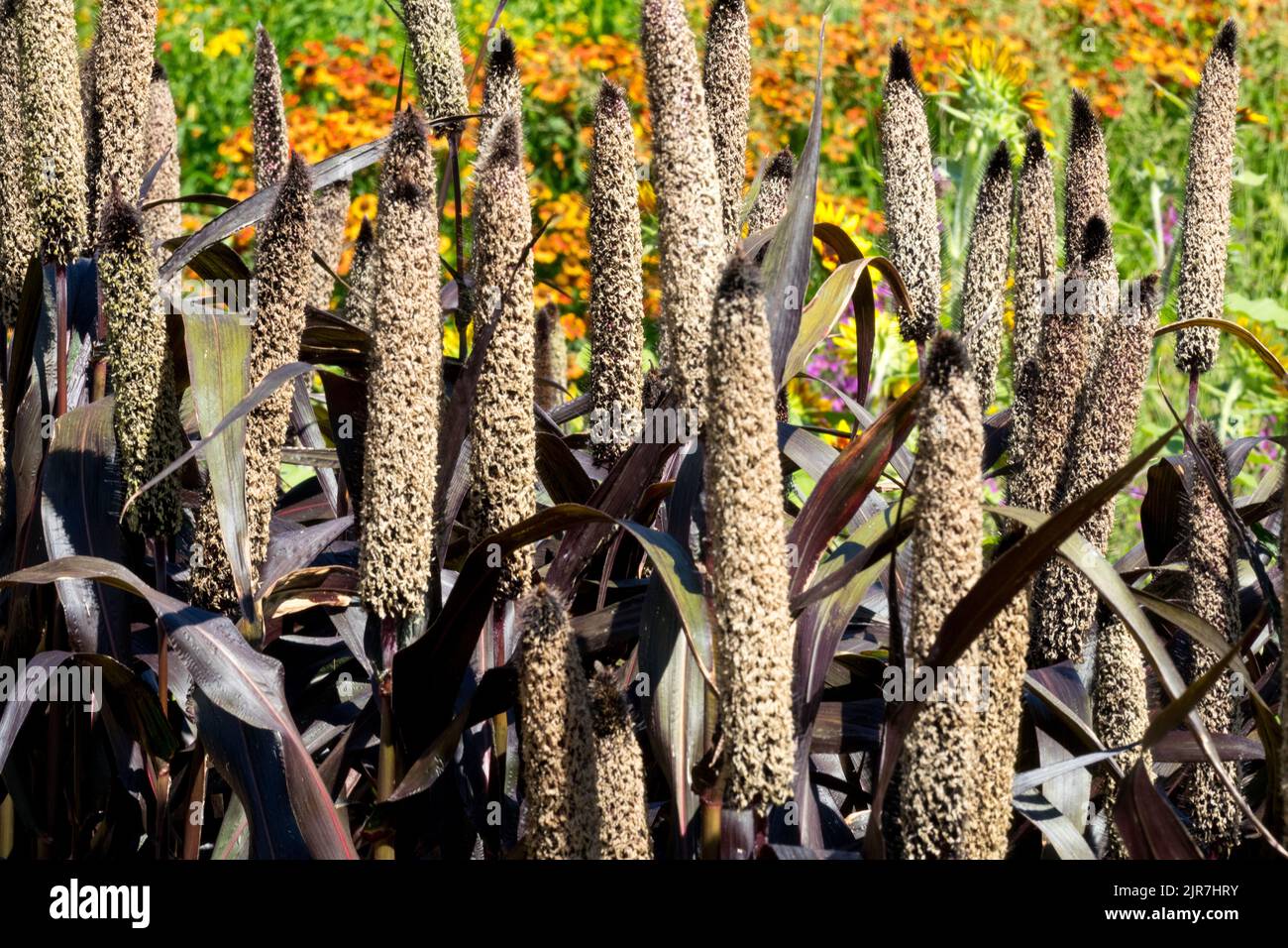 Ornamental Pearl millet seed heads, Pearl millet spikes Pearl millet plant Pennisetum glaucum 'Purple Majesty' in August garden Spikes spires Stock Photo