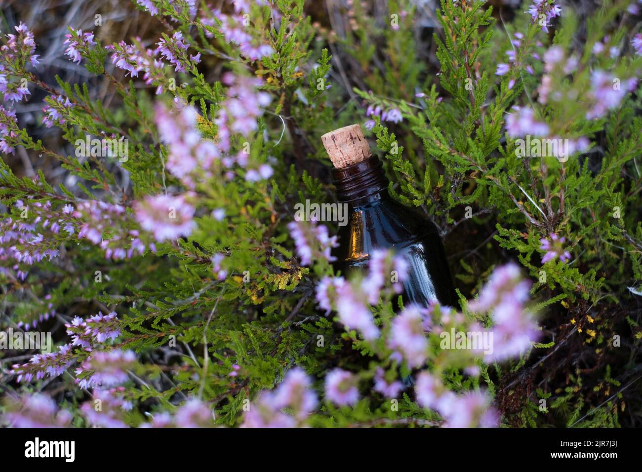 Essential oil bottle inside purple wild thyme plants. Little brown medicine bottle in nature background. Organic CBD hemp oil. Stock Photo