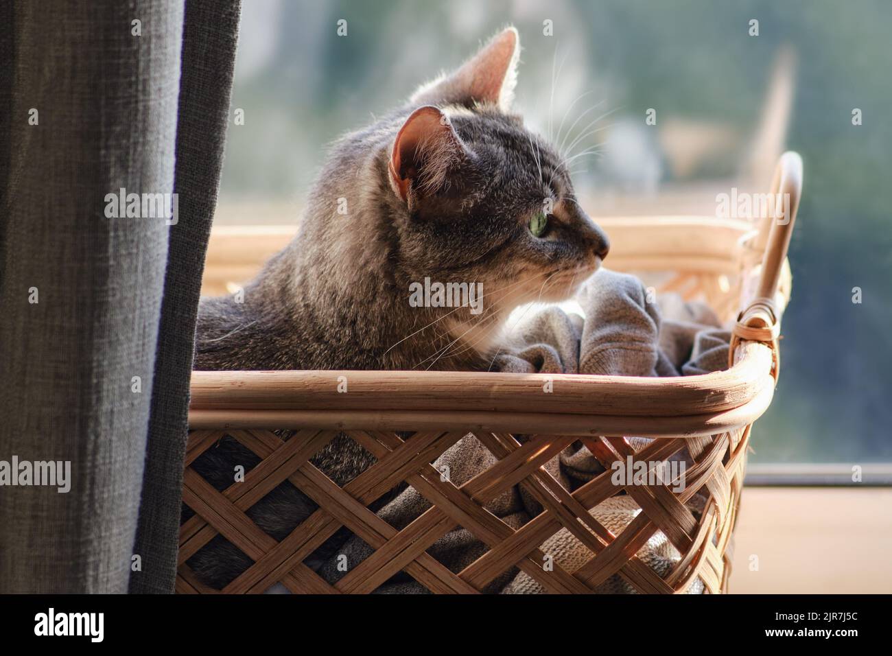 White cat sitting in window hi res stock photography and images Page 10 Alamy