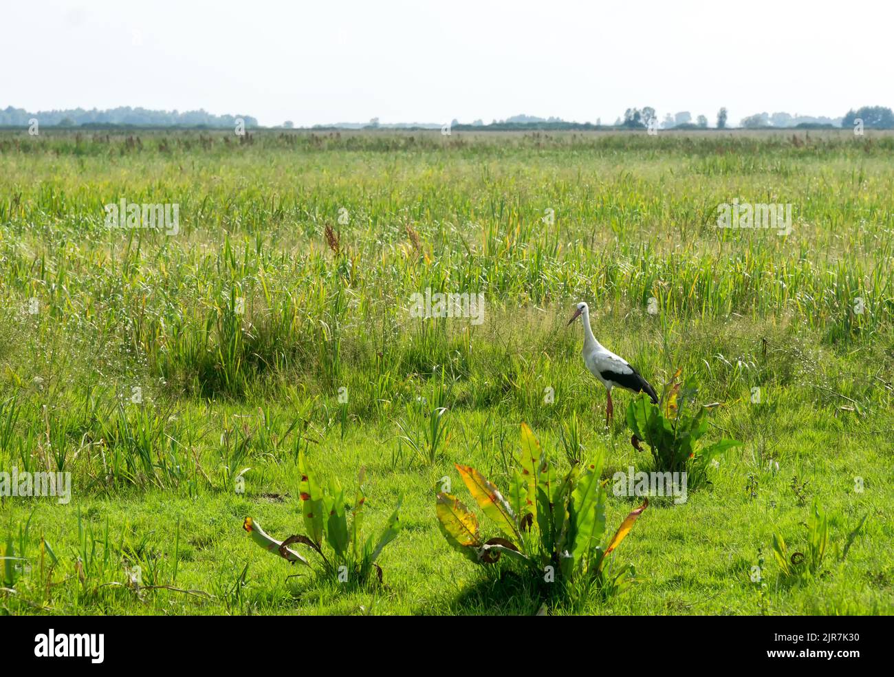 Single stork (ciconia ciconia) is walking on the meadow in Biebrza national Park in Poland, Europe in summer day.  Wetland, green meadow, herbs and gr Stock Photo