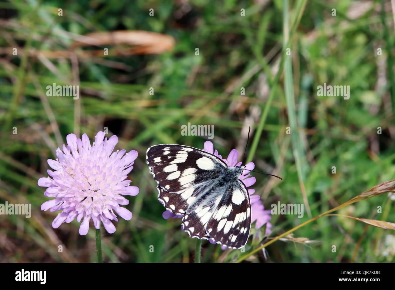 Schachbrett oder Damenbrett (Melanargia galathea) auf Acker-Witwenblume (Knautia arvensis, Syn. Scabiosa arvensis), Naturschutzgebiet Kuttenberg, Nord Stock Photo