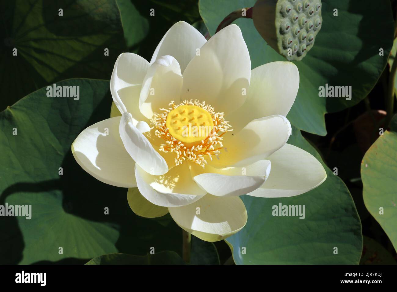 Indische Lotosblume (Nelumbo nucifera, Syn. Nelumbium speciosum