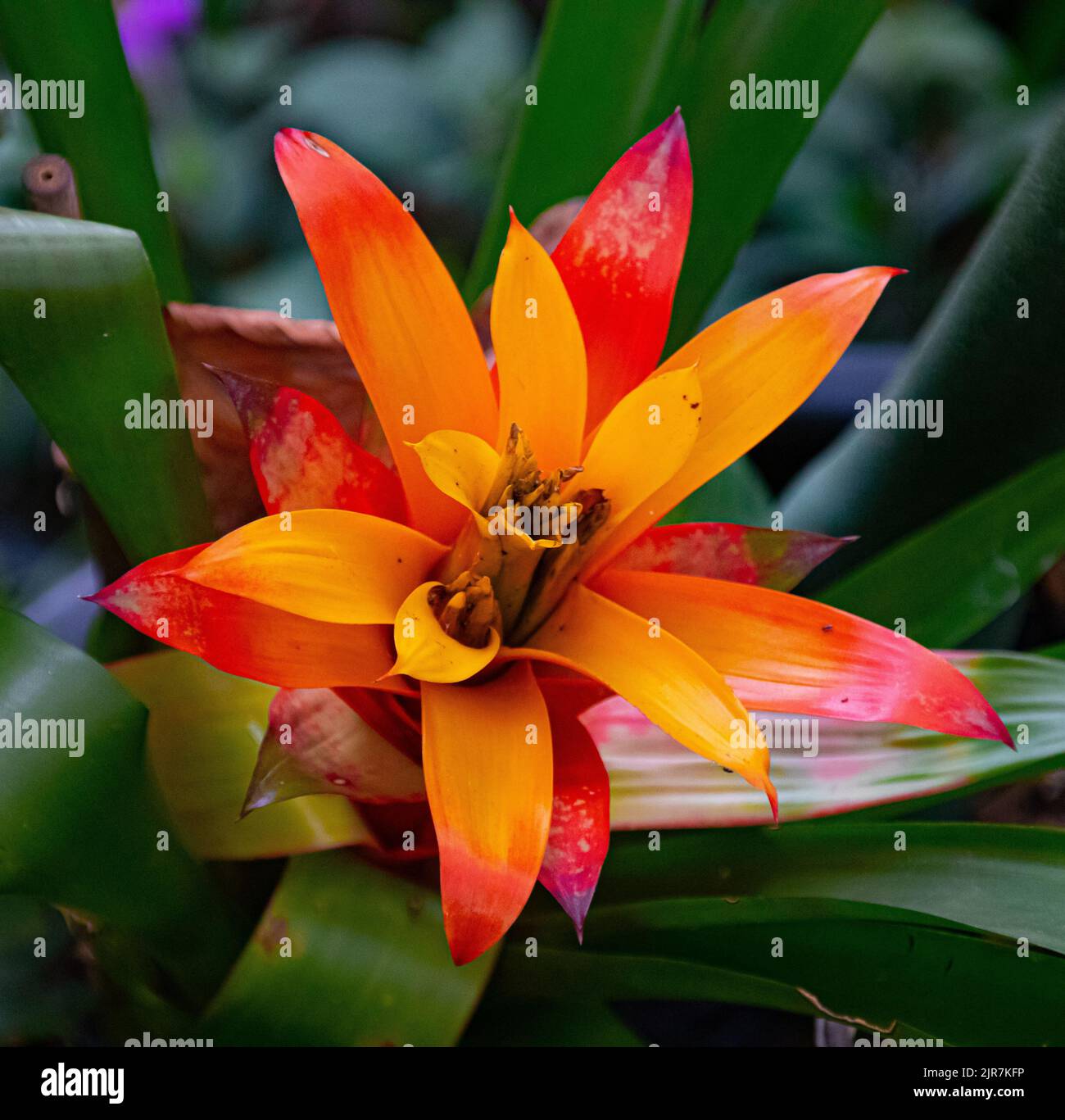 A selective focus shot of a Guzmania flower in a park Stock Photo