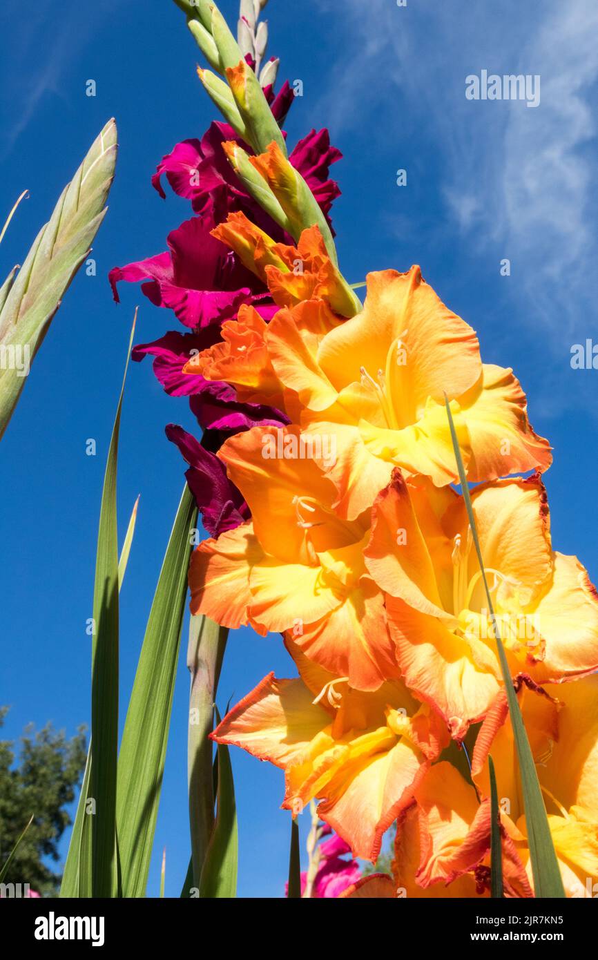 Gladiolus Flower, Gladioli Blooming flowers for cutting Orange Blooms ...