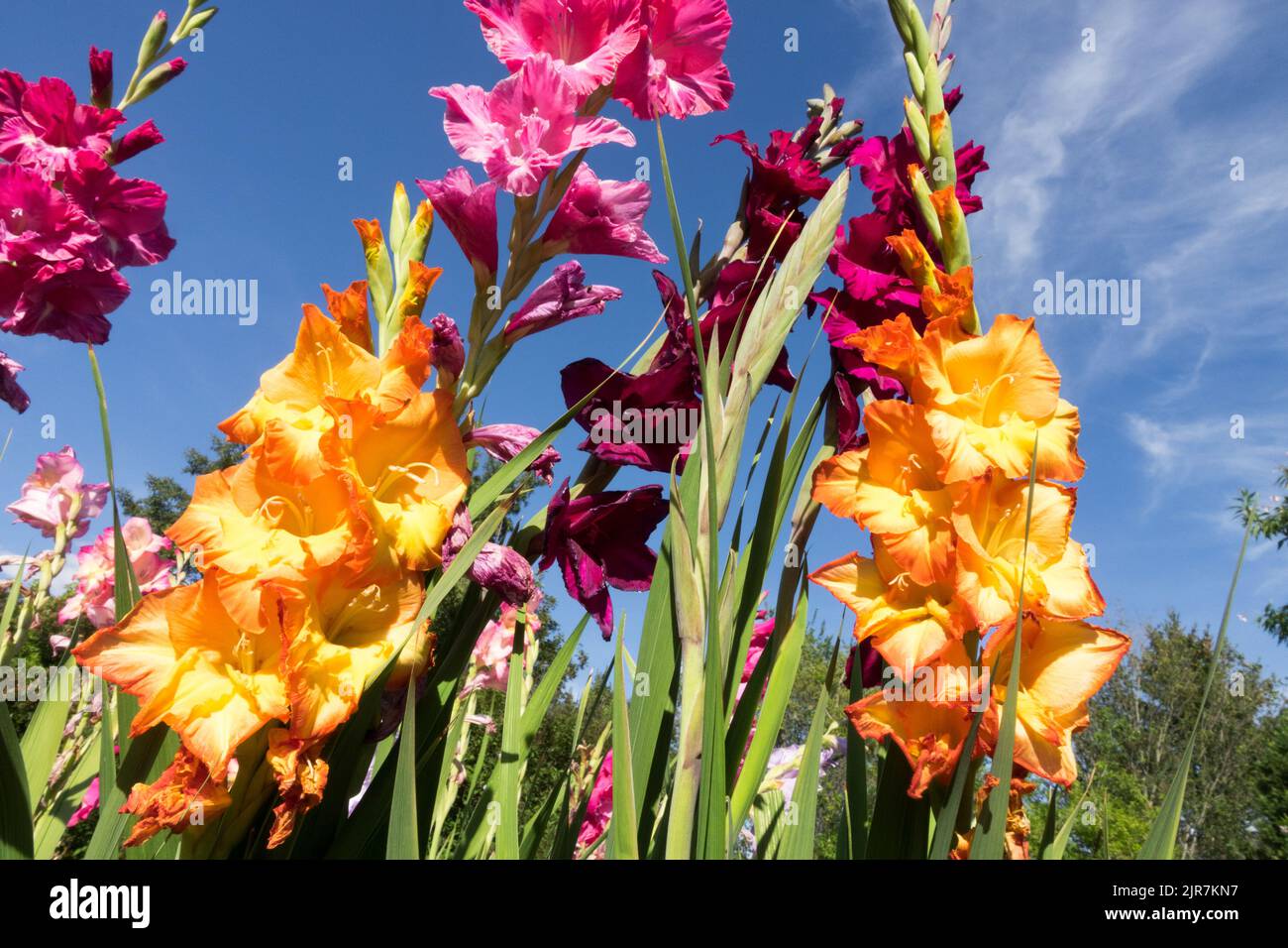 Colourful gladioli garden Gladiolus orange flowers summer plants suitable for cutting to a vase Stock Photo