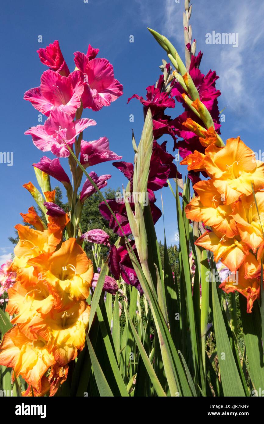 Flowers for cutting Gladioli Flower Colourful Gladiolus in garden Stock Photo