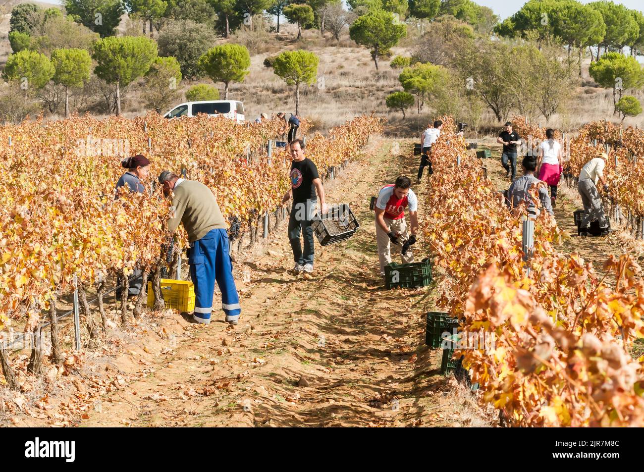 Temporary laborers in the vineyard carrying out harvest work in a town in Toro, Zamora, Spain. Stock Photo